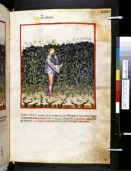 Theatrum sanitatis von Ububchasym de Baldach: 