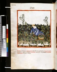 Theatrum sanitatis von Ububchasym de Baldach: 