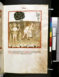 Theatrum sanitatis von Ububchasym de Baldach: 