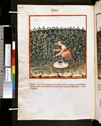 Theatrum sanitatis von Ububchasym de Baldach: 