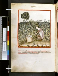 Theatrum sanitatis von Ububchasym de Baldach: 