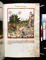 Theatrum sanitatis von Ububchasym de Baldach: 