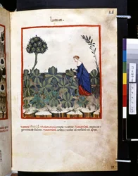 Theatrum sanitatis von Ububchasym de Baldach: 