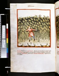 Theatrum sanitatis von Ububchasym de Baldach: 