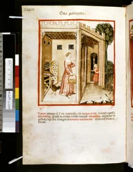 Theatrum sanitatis von Ububchasym de Baldach: 