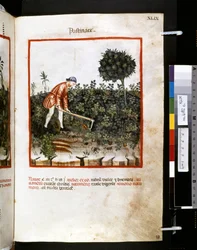 Theatrum sanitatis von Ububchasym de Baldach: 