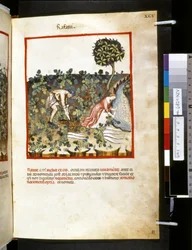 Theatrum sanitatis von Ububchasym de Baldach: 