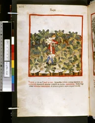 Theatrum sanitatis von Ububchasym de Baldach: 