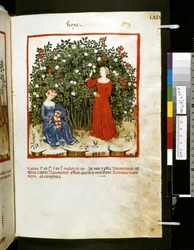 Theatrum sanitatis von Ububchasym de Baldach: 