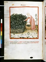 Theatrum sanitatis von Ububchasym de Baldach: 