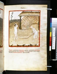 Theatrum sanitatis von Ububchasym de Baldach: 