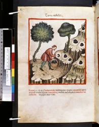 Theatrum sanitatis von Ububchasym de Baldach: 