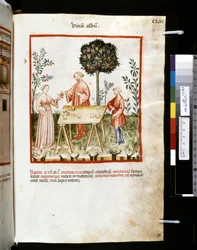 Theatrum sanitatis von Ububchasym de Baldach: 