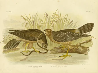 Alliierter Harrier oder Fleckiger Harrier, 1891