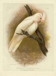 Blutbefleckter Kakadu, 1891