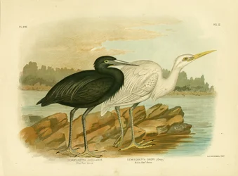 Blauer Riffreiher, 1891