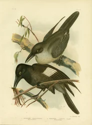 Graue Krähenwürger, 1891