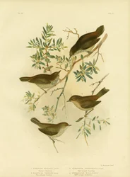 Inland-Dornschwanz oder Breitdornschwanz, 1891