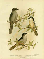Jardines Campephaga oder Gemeiner Zikadenvogel, 1891