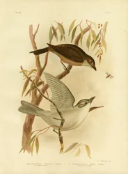 Kleiner Würger, 1891