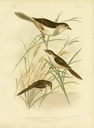 Rötlich getönter Cincloramphus oder Rötlicher Singlerche, 1891