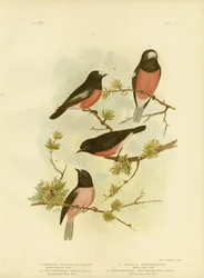 Scharlachrotes Rotkehlchen oder Pazifik-Rotkehlchen, 1891