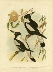 Weißrückiger Krähenwürger, 1891