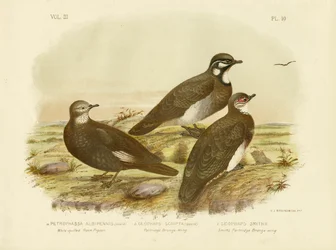 Weißgekrönte Felsentaube, 1891