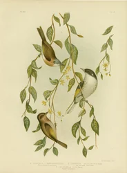 Weißkehl-Honigfresser, 1891