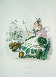 Die Rose (Rosa Centifolia), die Königin der Blumen, aus 