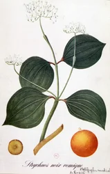 Blatt, Blumen und Früchte von Strychnos (Brechnuss) - in „Animierte Blumen“ von Grandville, 19. Jahrhundert