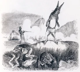 Der Hase und die Frösche