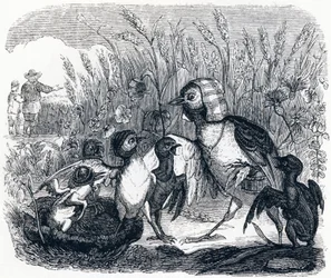 Die Lerche und ihre Jungen, mit dem Besitzer eines Feldes - Fabeln von La Fontaine