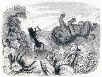 Der Löwe und der Nebel - Fabeln von La Fontaine