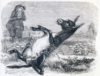 Der alte Mann und der Fuchs