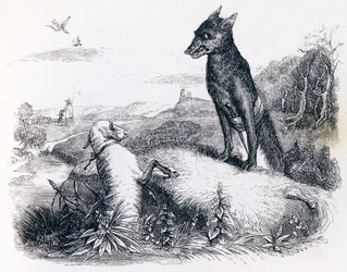 Der Wolf und das Lamm - Fabeln von La Fontaine