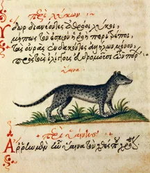 Abhandlung über die Hyäne, Test und Miniatur aus De animalium natura et proprietate libellus, von Aelianus