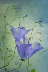 Ätherische blaue Glockenblumen