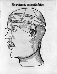 Gehirnschnitt: Studie zur Lokalisierung verschiedener Gehirnfunktionen (Kupferstich aus Margarita phylosophia von Gregor Reisch, Basel)