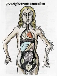 Schnitt des menschlichen Körpers - in „Margarita Philosophica“ von Gregor Reisch (1467-1525), Basel 1517.