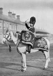 Plum Duff, das Trommelpferd der Royal Scots Greys, 1896