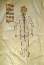 Anatomie- und Chirurgietafeln: Rückenmark (in den Wirbeln der Wirbelsäule). In „Liber notabilium Philippi septimi francorum regis, a libris Galieni extratus“ von Gui de Pavia um 1345. Chantilly, Musée Condé