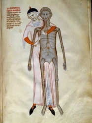 Chirurgie: Dissektion des Thorax