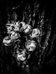 Blume Nr. 17, 2025