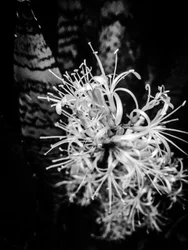 Blume Nr. 21, 2025