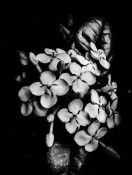 Blume Nr. 29, 2025