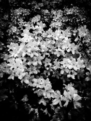 Blume Nr. 2, 2025