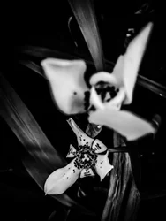 Blume Nr. 31, 2025