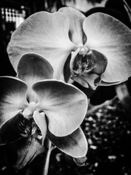 Blume Nr. 9, 2025
