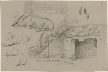 Skizzenblatt mit Studien von Schweinen im Wildschweinpark in Artis